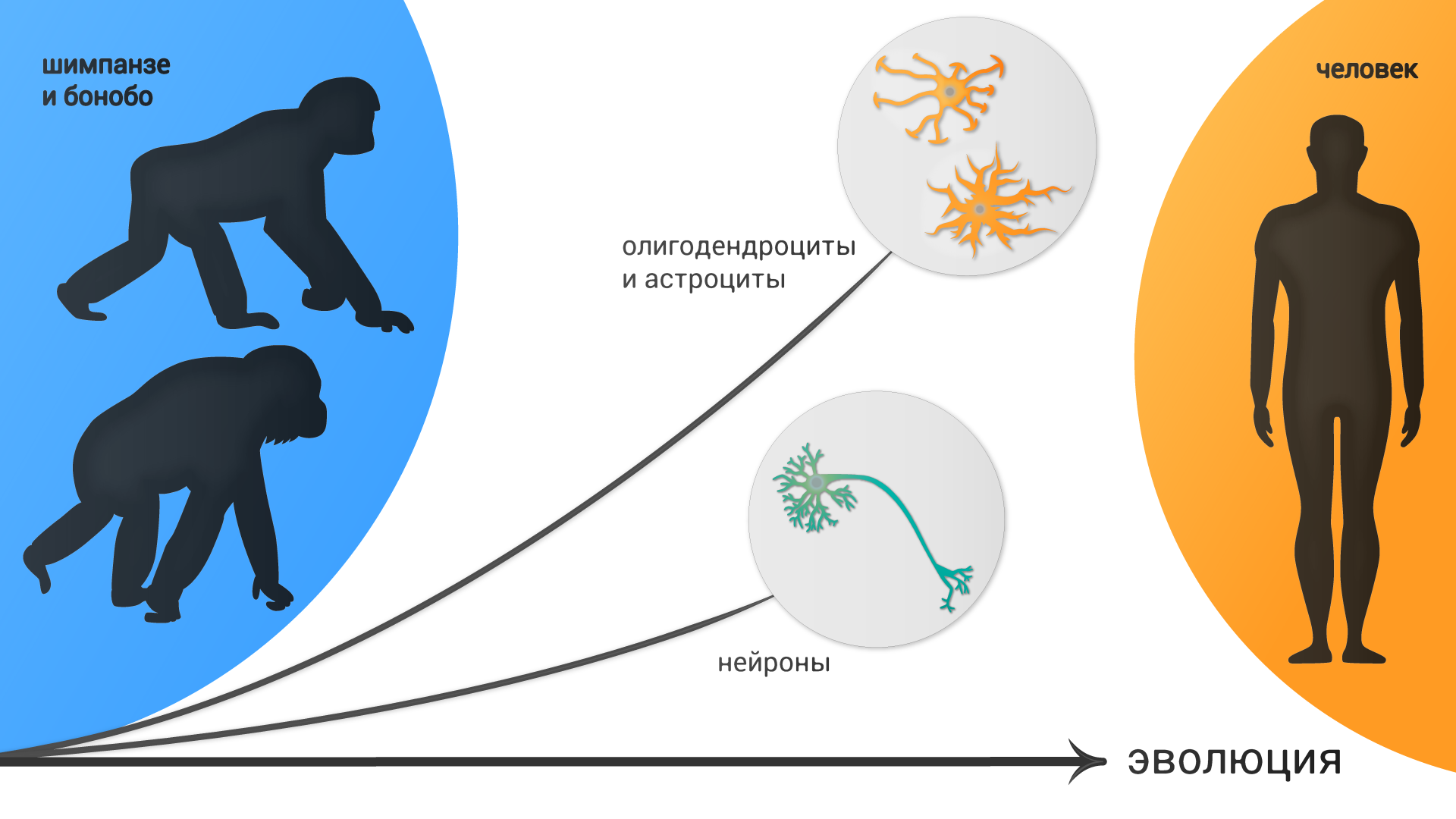 Эволюция исследования. Эволюция мозга приматов. Эволюция человека от клетки до человека. Эволюция человека гены. Мозг человека и бонобо.